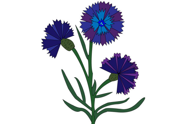 Рисунок василька