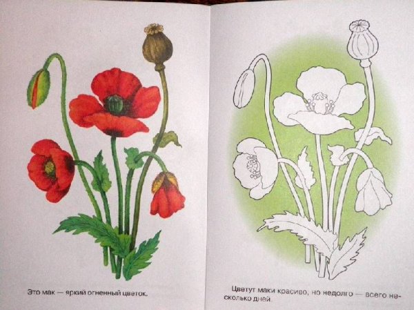 Лесные цветы для рисования для детей