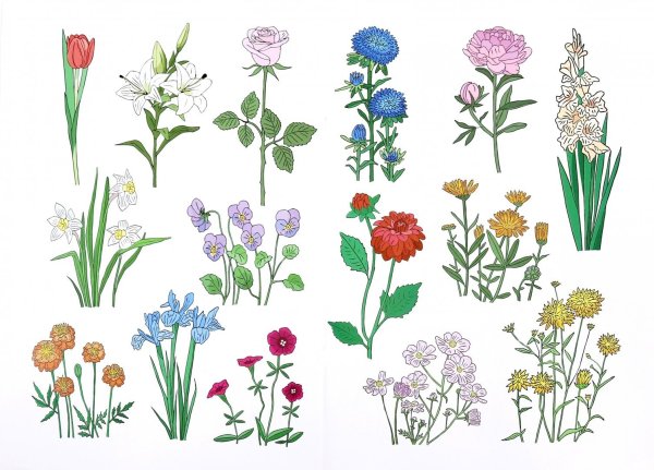 Полевые и садовые цветы