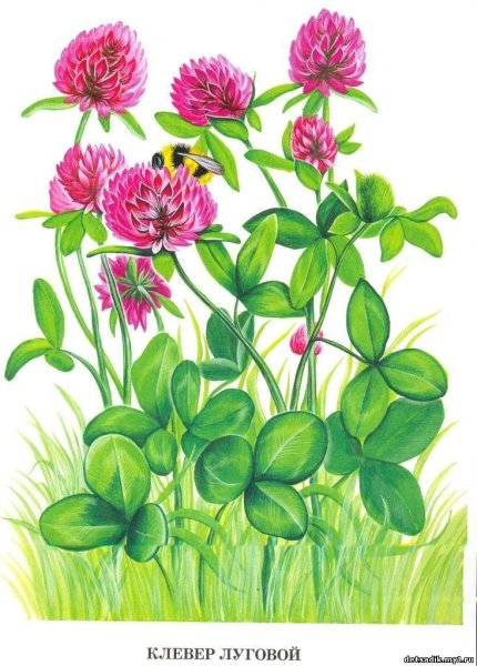 Полевые цветы Клевер Луговой