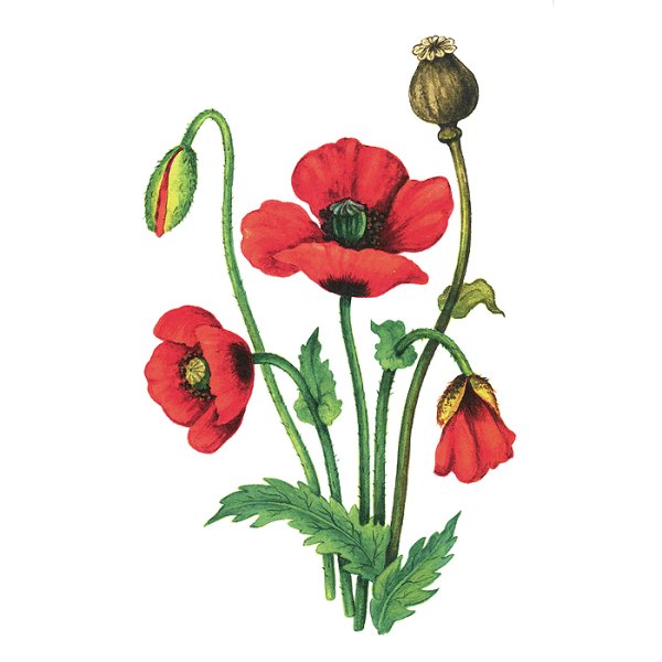 Мак для дошкольников