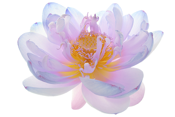 Фиолетовая акварель