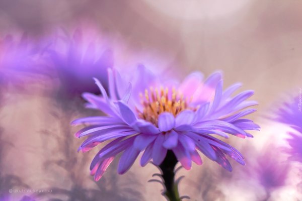 Астра Лайлак