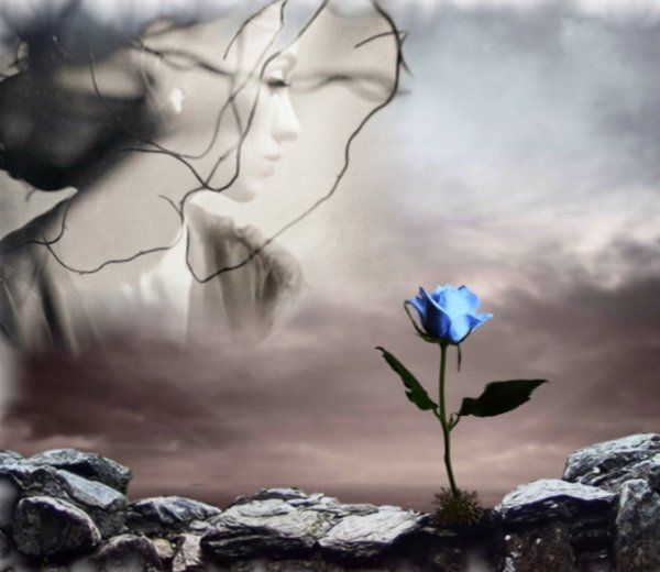 Нежный одинокий цветок