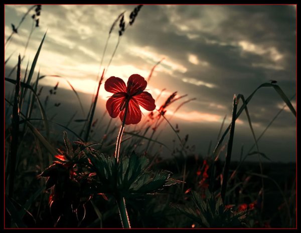 Одинокий цветок