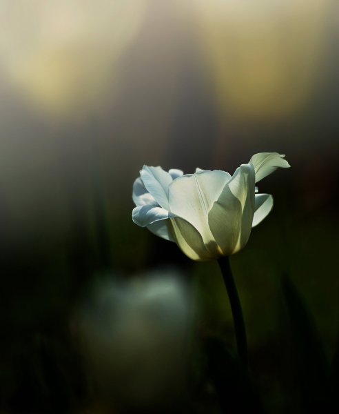 Роза Абей де сент Аман