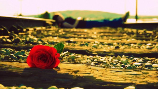 Один цветок в поле