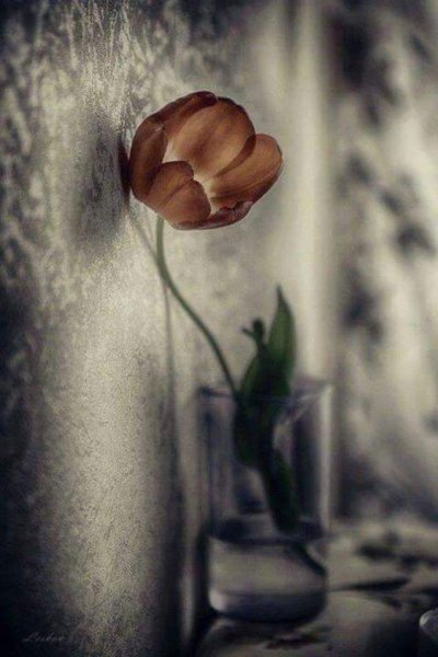 Грустный цветок