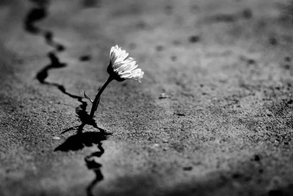 Цветочки на закате