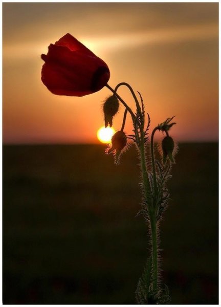 Одинокий цветок