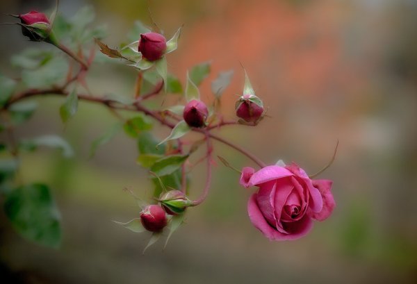 Цветок в темном лесу