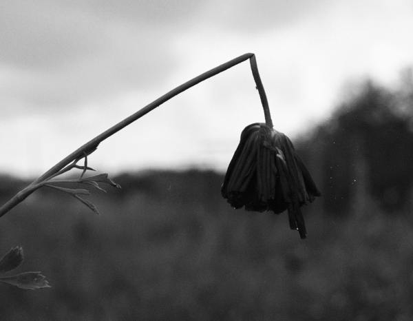 Японский художник avogado6 ханахаки