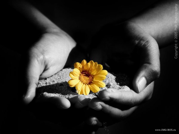 Цветы расставания