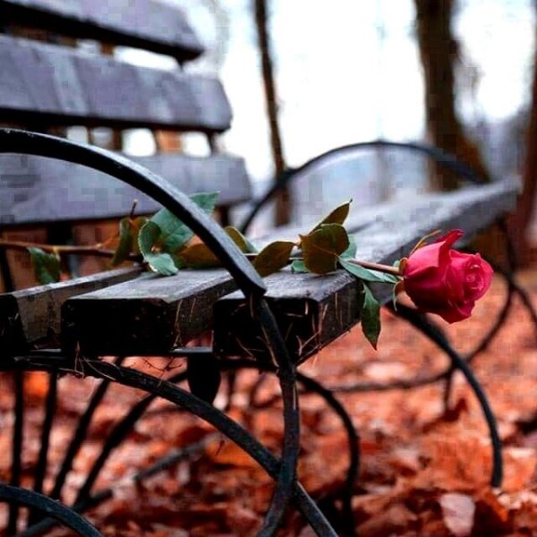 Одинокий цветок в пустыне