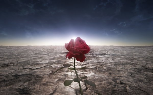 Грустный цветок