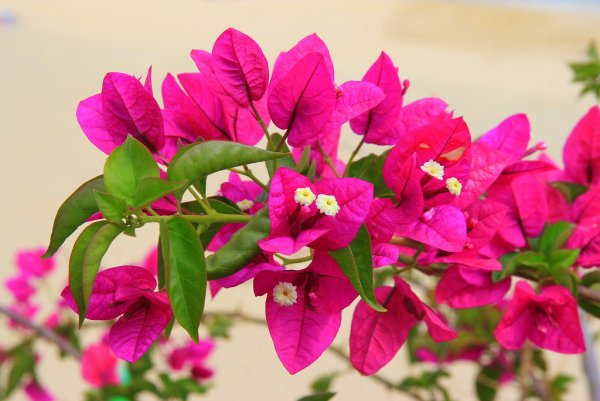 Бугенвиллия Перуанская