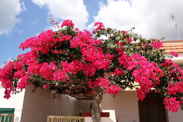 Бугенвиллия DUNKELROT