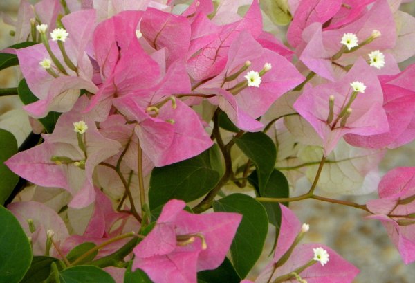 Бугенвиллия цветок