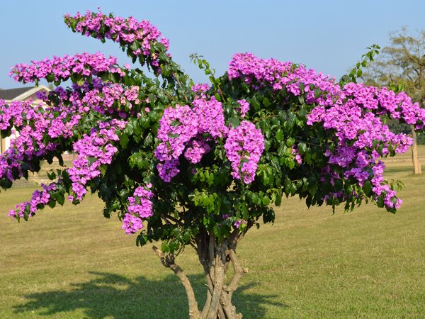 Бугенвиллия цветок