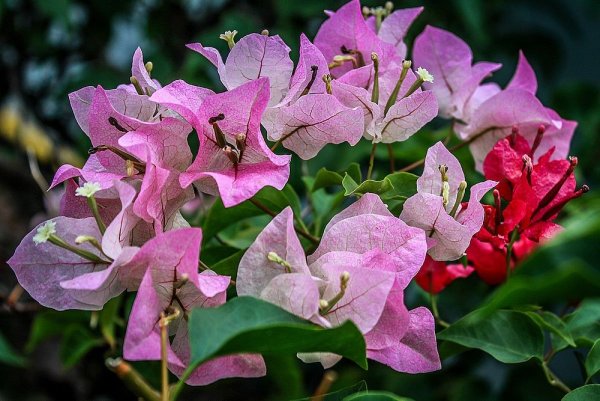 Бугенвиллия Тай Голд