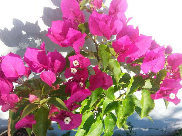 Бугенвиллия Vera Pink