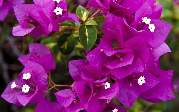 Бугенвиллия фуксия