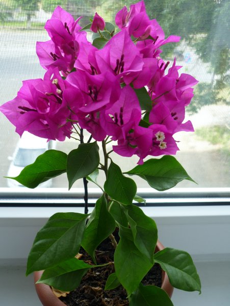 Бугенвиллия Вера дер пурпле