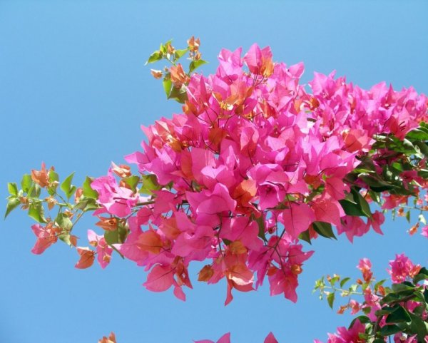 Бугенвиллия Bidadari