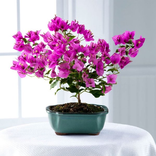 Бугенвиллия горшечная