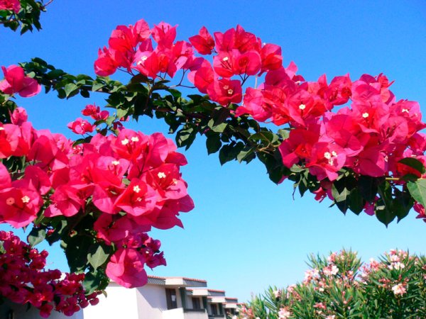 Турецкий цветок бугенвиллия