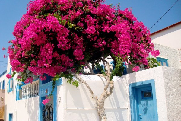 Цветущая Лиана бугенвиллия