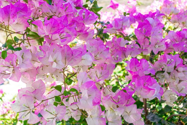 Бугенвиллия цветок