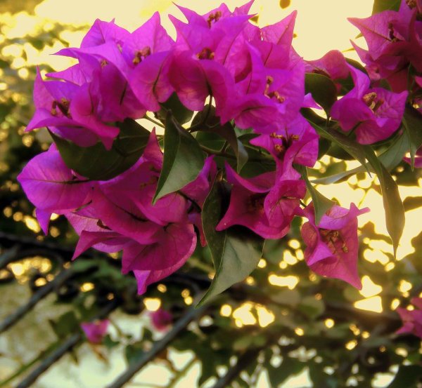 Цветок бугенвиллия бугенвиллия