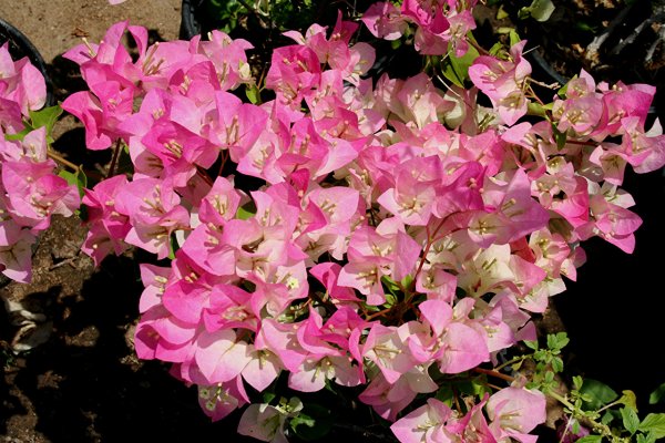 Лиана бугенвиллия