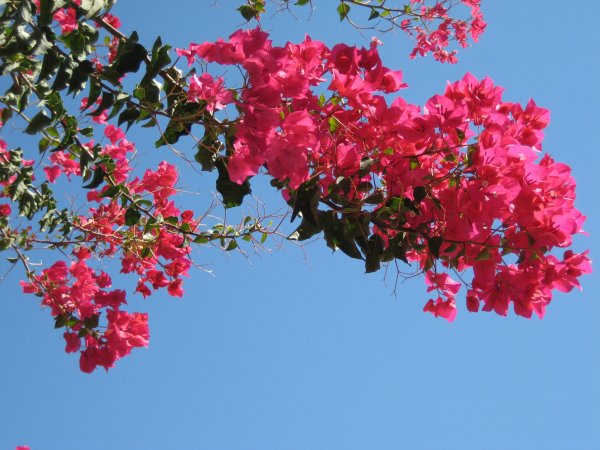 Кипрская бугенвиллия