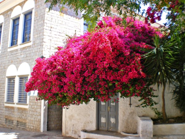 Бугенвиллия лилейное дерево