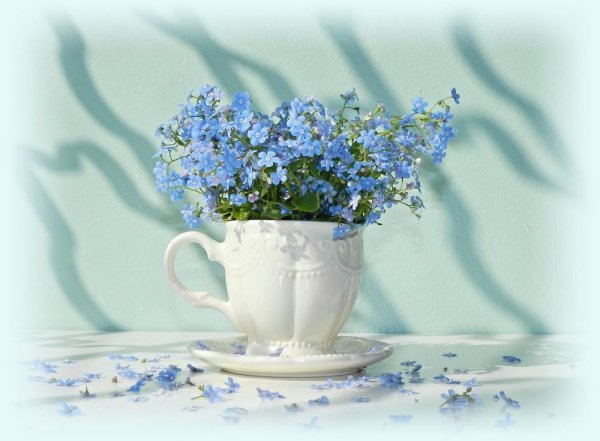 Букет незабудок в чашке