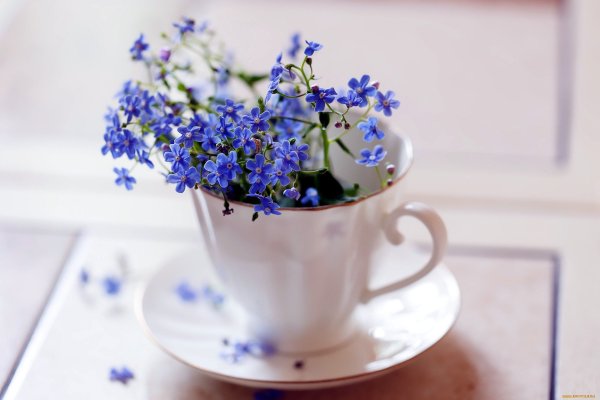 Полевые цветы в кружке