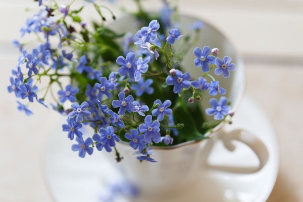 Букет незабудок в чашке