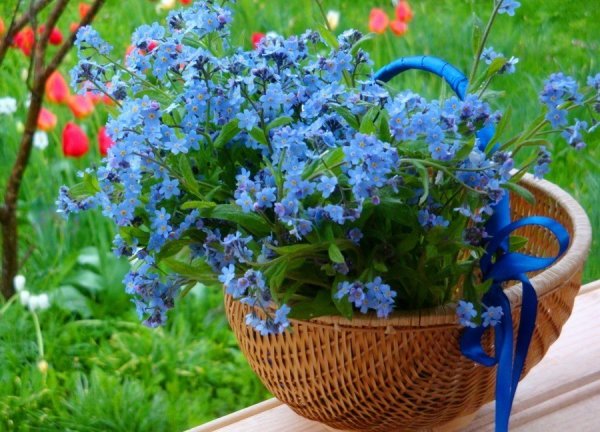 Незабудки в корзинке