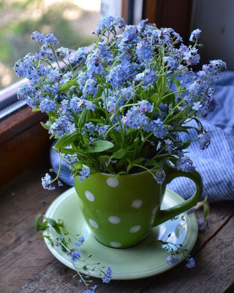 Букет незабудок в чашке