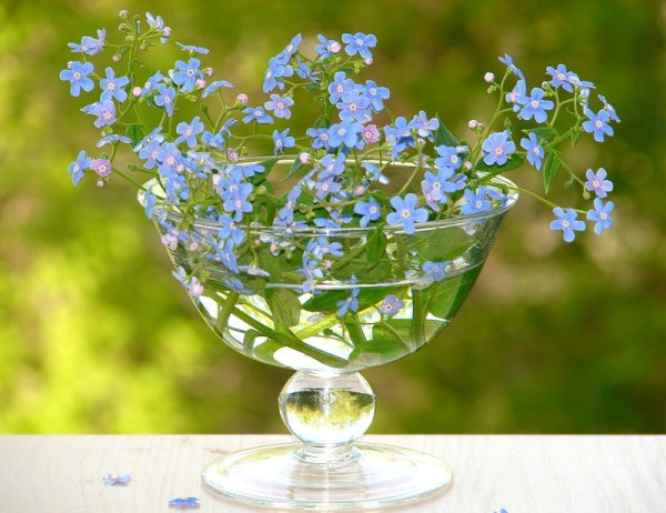 Незабудки в вазочке