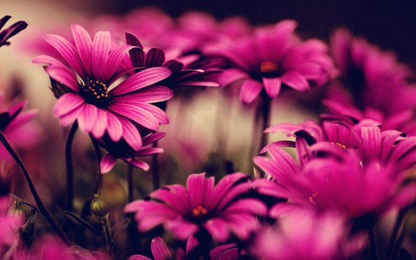 Фаленопсис Daisy