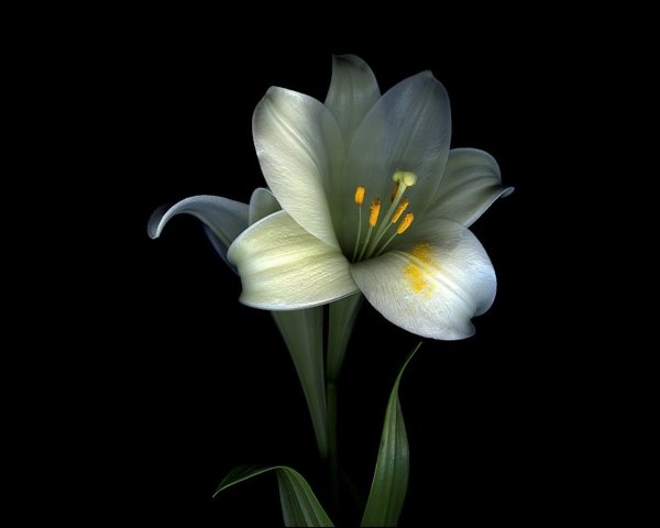 Светлая память