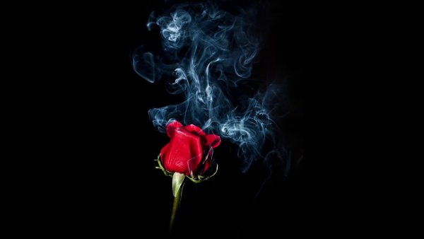 Красная роза в дыму