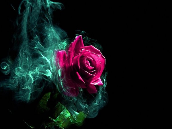 Красная роза в дыму