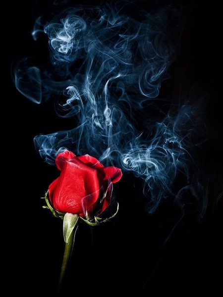 Горящая роза