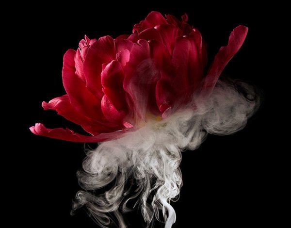 Дымящиеся цветы