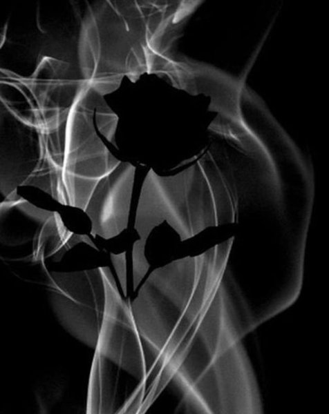 Черная роза в дыму