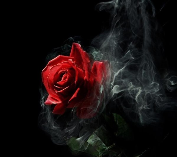 Роза в дыму